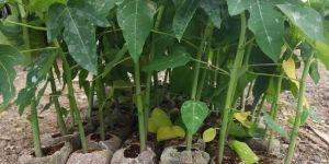 Papaya Plants
