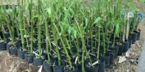 Tulda Bamboo Plants
