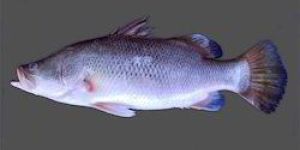 Barramundi Fish