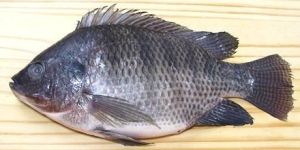Tilapia Fish