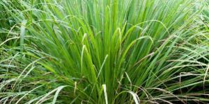Lemon Grass