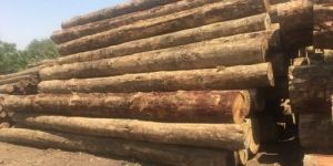 Pinewood Logs