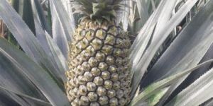 Fresh Pineapple