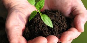 AF-RHIZO Biofertilizer