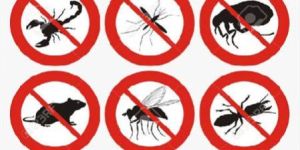 Pest Control Services