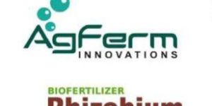 Rhizobium Biofertilizer