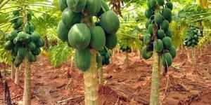 786 Red Lady Papaya Plant