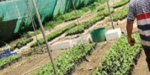 G9 Banana Plant Tissue Culture