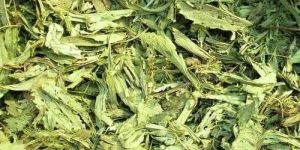Herbal Extract-Stevie