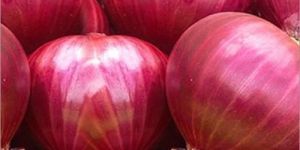 Fresh Nashik Onion