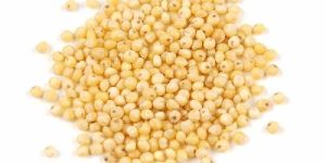 Organic Millet Seeds