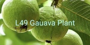 L49 Guava Plant