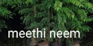 Meethi Neem Plant