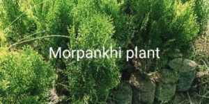 Morpankhi Plant
