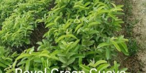 Royal Green Guava Plant
