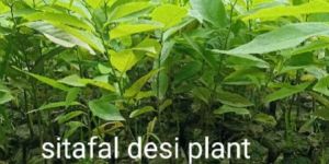Sitafal Desi Plant