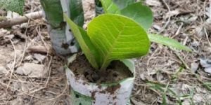 Teesu Culture Sagwan Plant