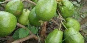 Tiwan Pink Guava Plant