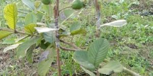 VNR Guava Plant