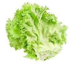 Fresh Lettuce