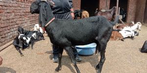 Beetal Goat