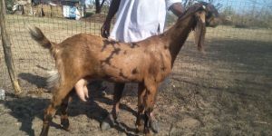 Sirohi Goat