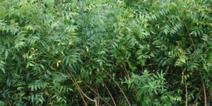 Natural Neem Plant