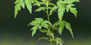Neem Tree
