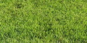 Nilgiri Grass