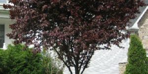 Plum Ornamental Tree