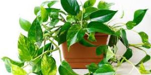 Pothos Plant