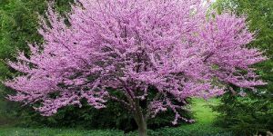 Redbud Ornamental Tree