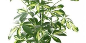 Schefflera Plant