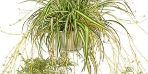 Spider Plant