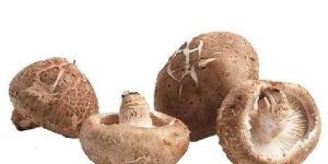 Fresh Shiitake Mushroom