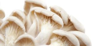 Fresh Spawn Mushroom