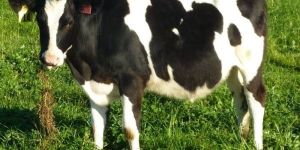 Cattle Insemination Services