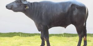 Frozen Buffalo Semen