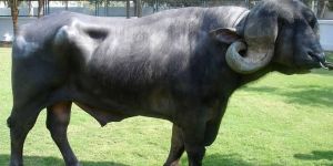 Jafarabadi Buffalo