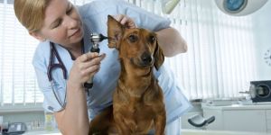 Veterinary Services
