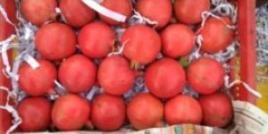 Fresh Pomegranate