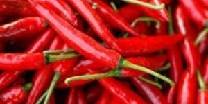 Fresh Red Chilli