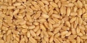Wheat Seeds