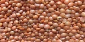 Whole Masoor Dal
