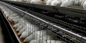 Broiler Breeder Layer Cages