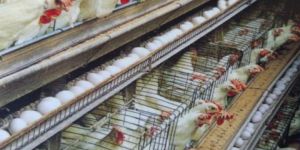 California Layer Cages