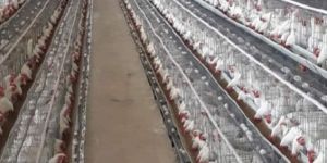 California Poultry Cages
