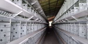 Parent Broiler Breeder Layer Cages