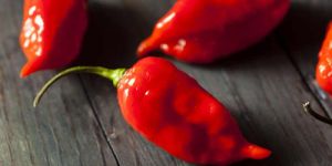 Ghost Red Chilli