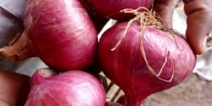 Red Onion